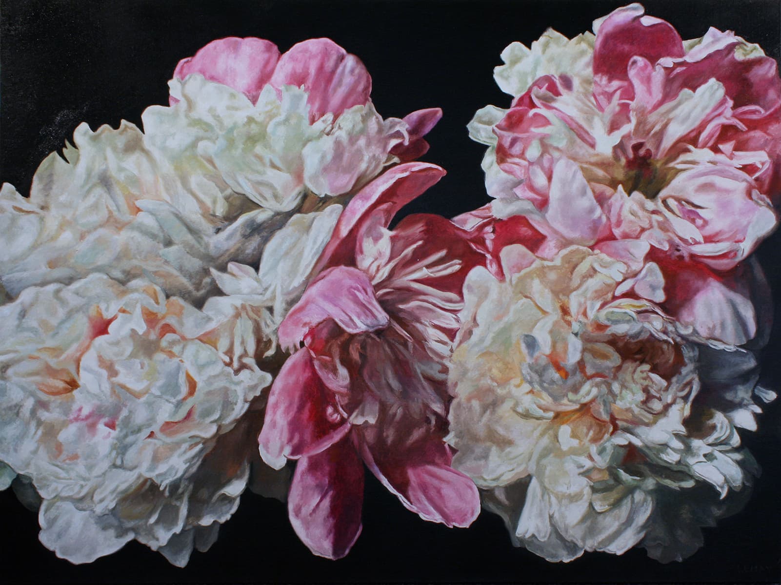 peony, peonies, flowers, still life, renaissance realism, still life, realism, digital, drapery, dramatic lighting, Chiaroscuro, garden, flowering