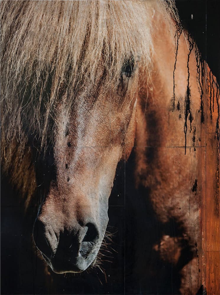 pony, personality, light, photo, brown