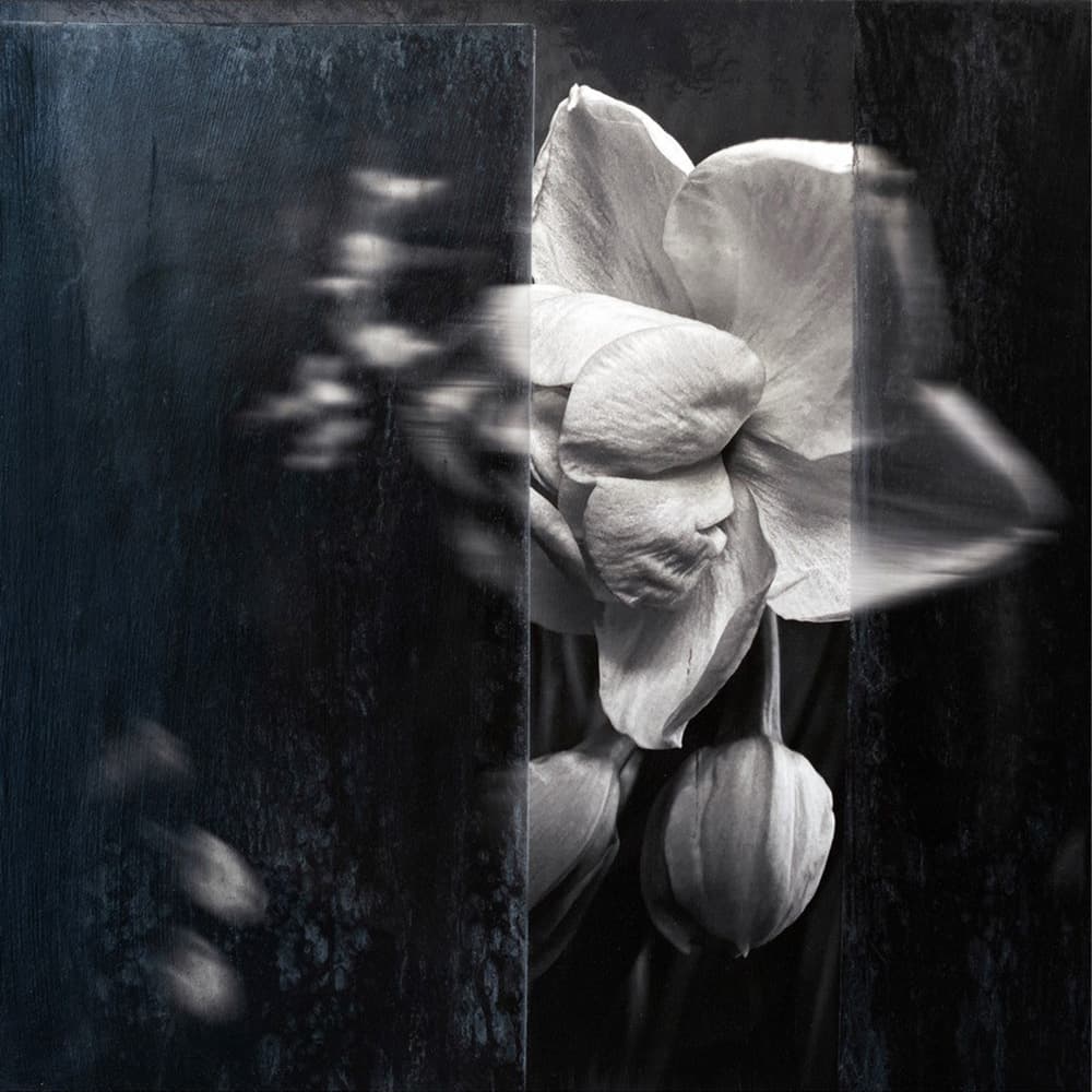 blossom, flower, floral, still life, black and white, shades, shadows, drama