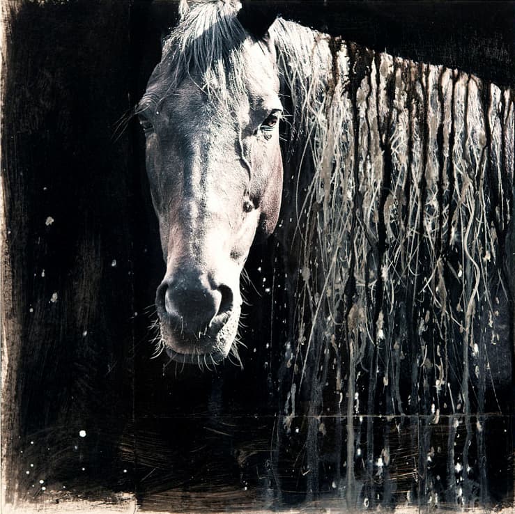 horse, portrait, photo, collage