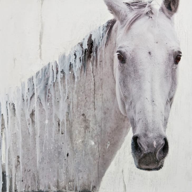 side view, white, horse, texture, gesso, photo, mixed media