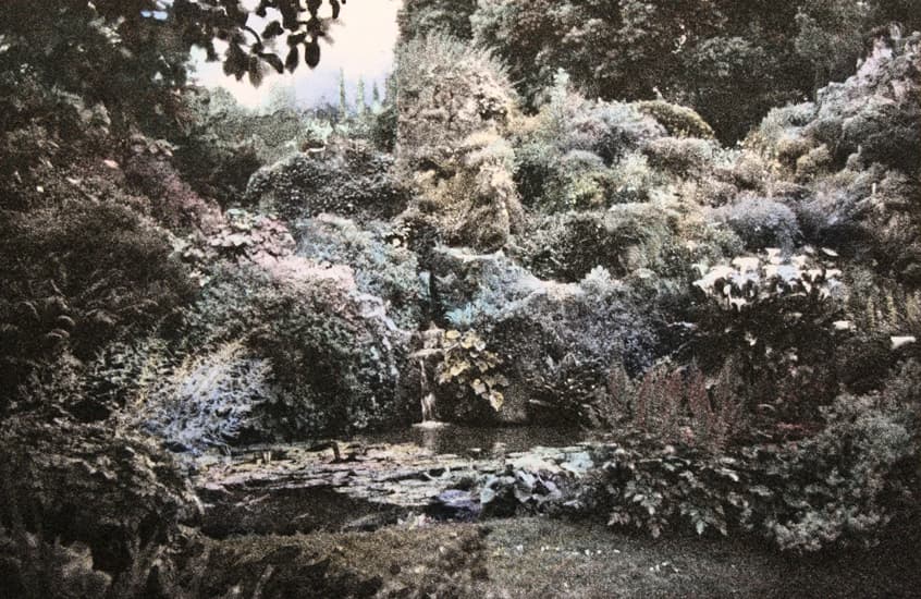 jennifer dickson, photography, etching, royal academy, garden, lush, bushes