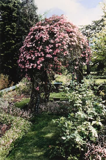 jennifer dickson, photography, etching, royal academy, blossoms, pink, flowering