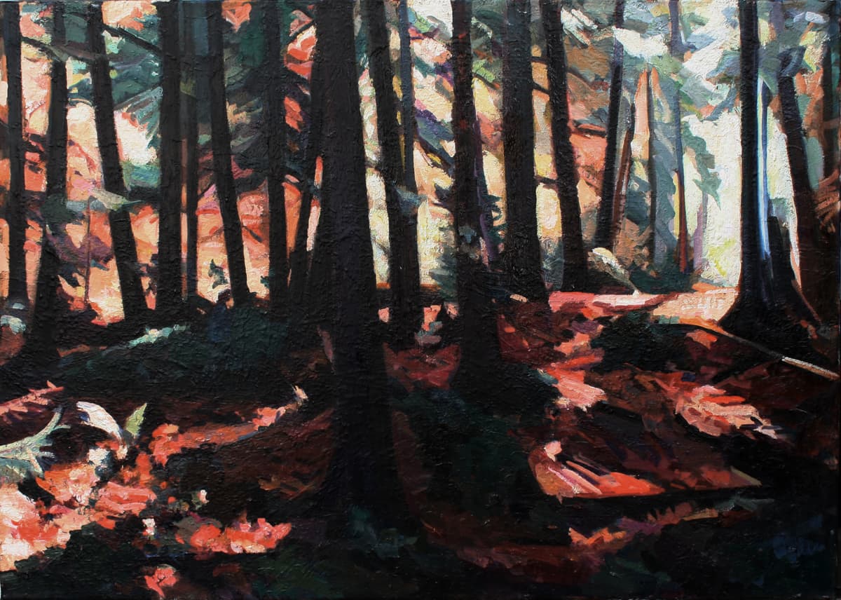 thick, trees, lighting , shadows, Regina Five, forest